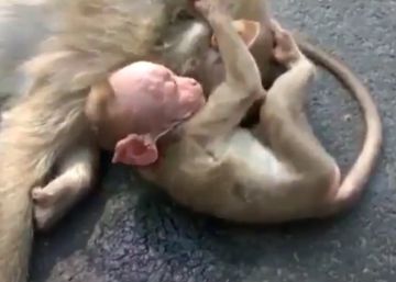 Una cría de mono llora desconsoladamente la muerte de su madre Una cría de mono llora desconsoladamente la muerte de su madre