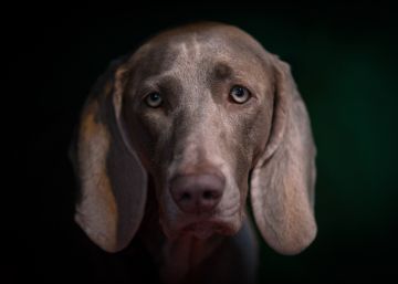 Los perros más guapos del mundo Los perros más guapos del mundo