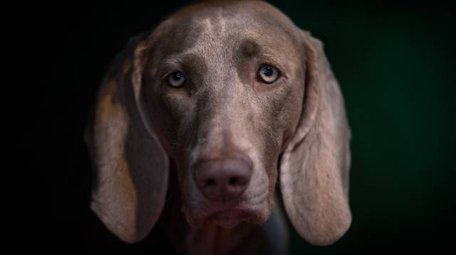 Los perros más guapos del mundo