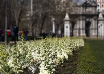 El equinoccio de primavera pone en guardia a los alérgicos