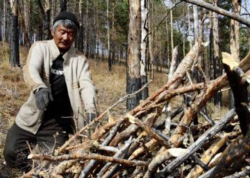 Raíces fuertes contra el cambio climático