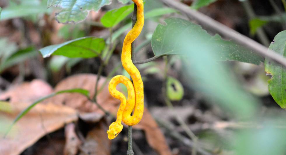 Esta culebra amarilla venenosa es abundante en el parque nacionald e Cahuita.