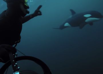 La relajante afición de bucear entre orcas asesinas La relajante afición de bucear entre orcas asesinas