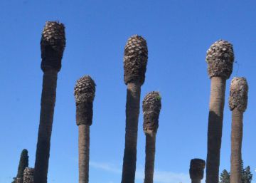 El cáncer de las palmeras amenaza los oasis