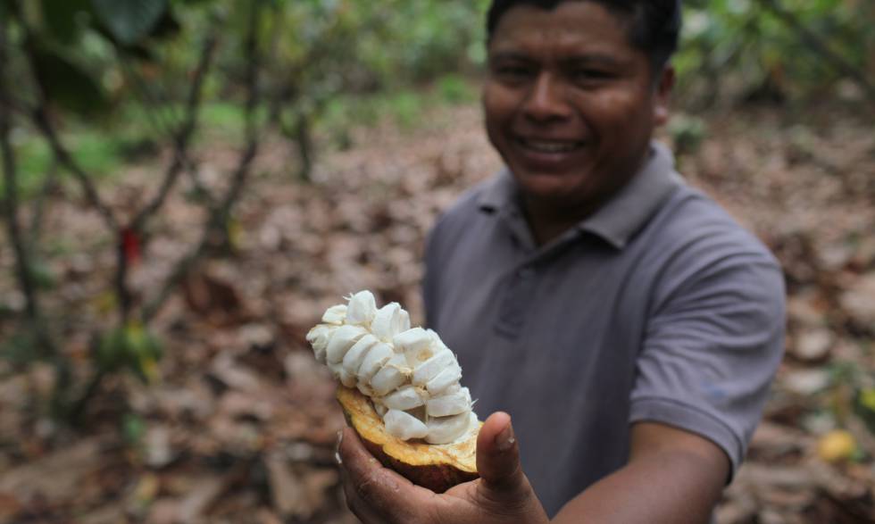 Un productor enseña una mazorca de cacao de su última cosecha. Los granos que esconde la pulpa blanca serán fermentados y luego secados en la planta de Appta, situada en el pueblo Bribri de Talamanca.
