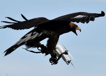 Animales contra drones Animales contra drones