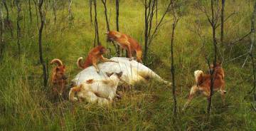 Dingos australianos.