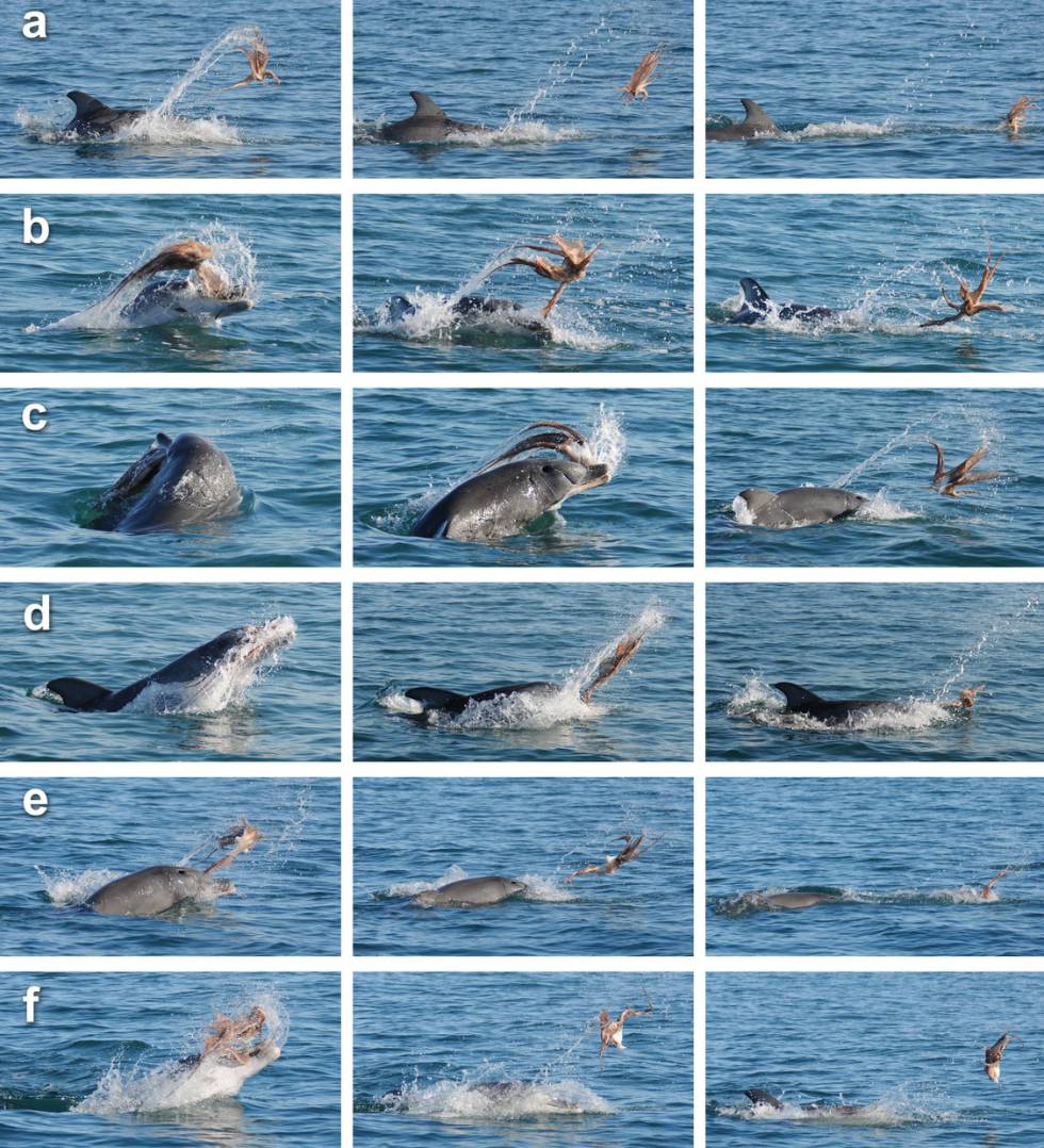 La estrategia del delfín mular para capturar un pulpo.