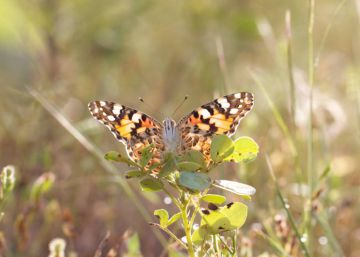 ¿Podría el aleteo de una mariposa cambiar el futuro del cosmos? ¿Podría el aleteo de una mariposa cambiar el futuro del cosmos?