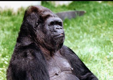 El mono y los cocos El mono y los cocos