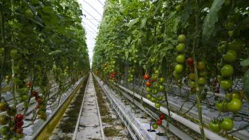 Tomateras en Almería.