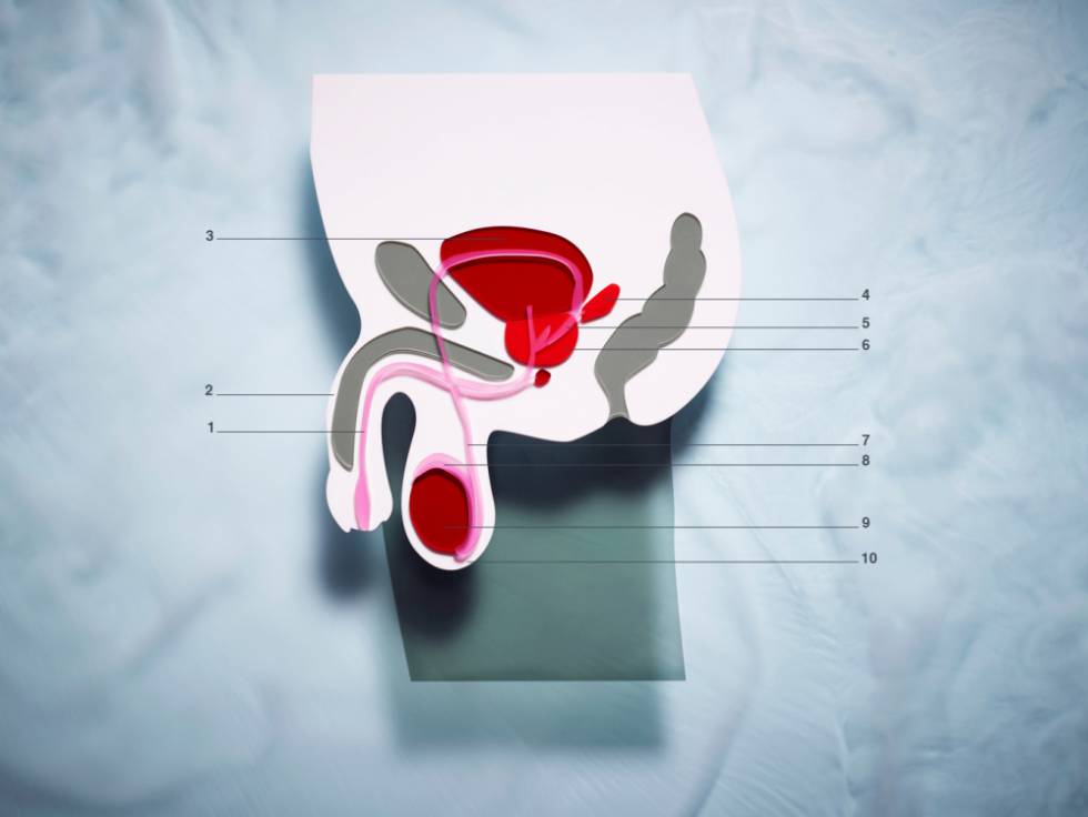 1) Uretra. 2) Pene. 3) Vejiga urinaria. 4) Vesícula seminal. 5) Conducto eyaculador. 6) Glándula de la próstata. 7) Conducto deferente. 8) Epidídimo. 9) Testículo. 10) Escroto