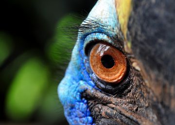 Bichos asesinos: Piolín el Destripador