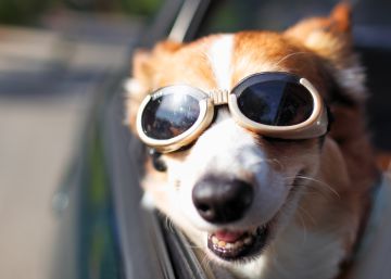 Así es como no debe viajar tu perro, aunque le encante.