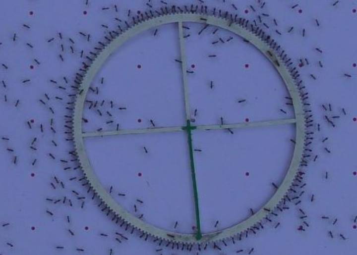 Cómo organizar a las masas: las lecciones de las hormigas Cómo organizar a las masas: las lecciones de las hormigas