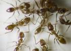 Las hormigas rescatan a sus ‘soldados’ heridos