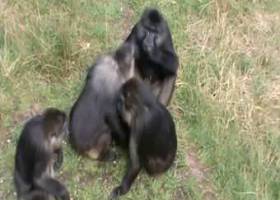 Las hormigas rescatan a sus ‘soldados’ heridos