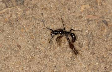 Una hormiga, con dos termitas aferrándose a ella, tuvo que dejar de moverse debido al agotamiento durante un 'viaje' de regreso.