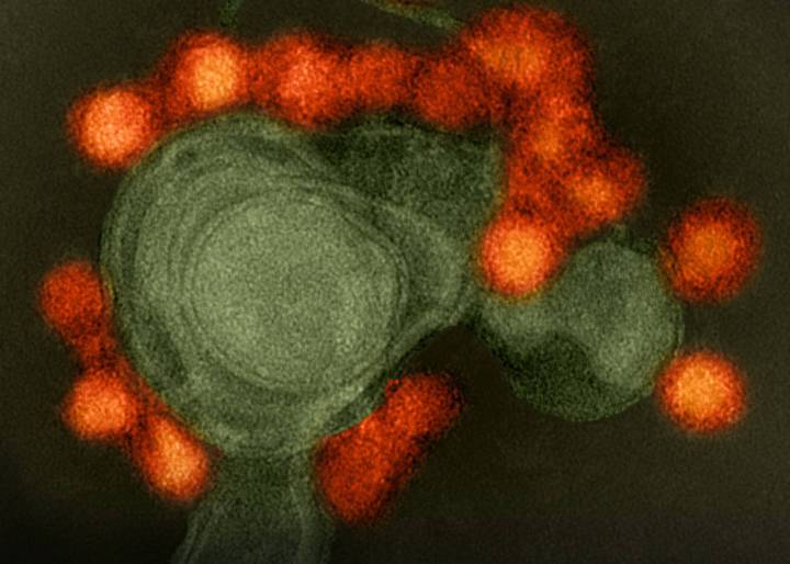Los virus dominan la Tierra Los virus dominan la Tierra