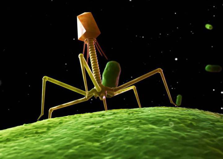 Estos virus mejoran tu salud Estos virus mejoran tu salud