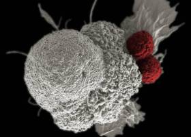 ¿Están vivos los virus? Un nuevo descubrimiento indica que se parecen más a los zombis