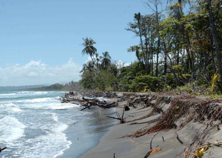 Cuando el mar se ‘come’ la biodiversidad Cuando el mar se ‘come’ la biodiversidad
