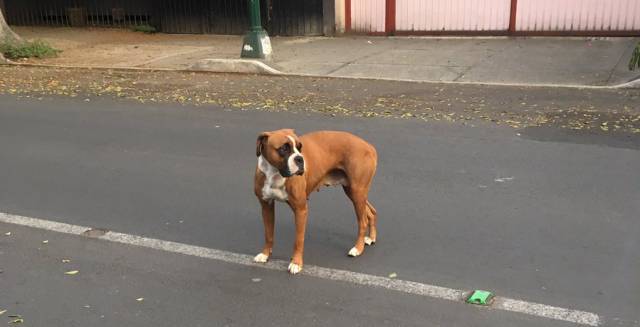 Lo que debes hacer si encuentras un perro perdido en la CDMX
