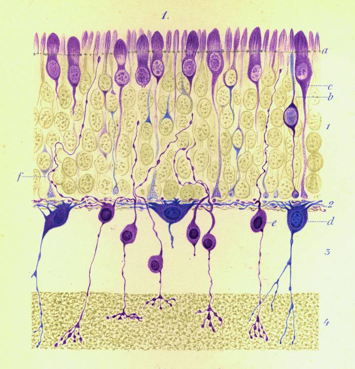 Dibujo realizado por Aleksander Dogiel (1852-1922). Células nerviosas de la retina del hombre (Arch Mikrosk Anat 38: 317–344, 1891). Tomada de El Jardín de la Neurología: Sobre lo bello, el arte y el cerebro (BOE y CSIC, Madrid, 2014).