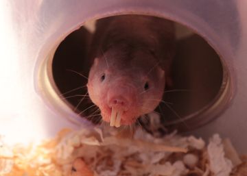 El mamífero capaz de sobrevivir sin oxígeno 18 minutos El mamífero capaz de sobrevivir sin oxígeno 18 minutos