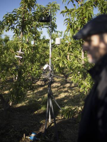 Una de las estaciones de sensores de la finca de nectarinas de Primor.