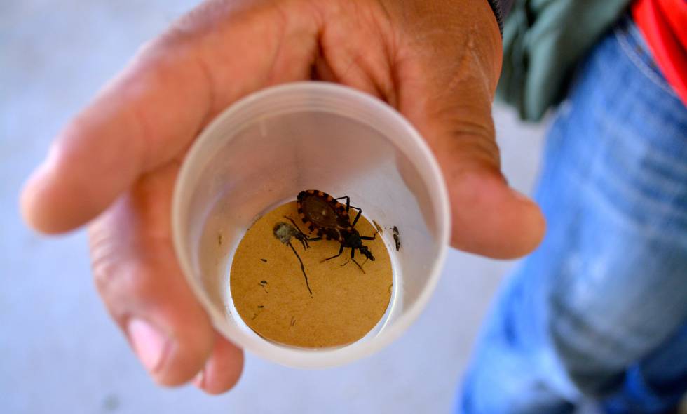 La vinchuca es el vector del chagas. Esta fue recogida en Punata (departamento de Cochabamba, Bolivia).