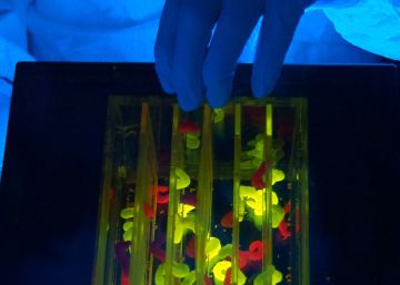 Un virus y una oruga pueden mejorar la salud del Tercer Mundo Un virus y una oruga pueden mejorar la salud del Tercer Mundo