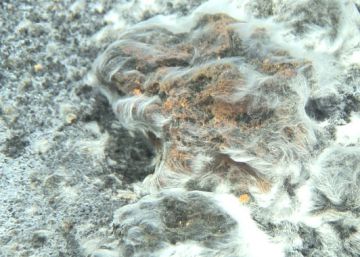 La erupción del volcán submarino de El Hierro ‘creó’ una nueva bacteria La erupción del volcán submarino de El Hierro ‘creó’ una nueva bacteria