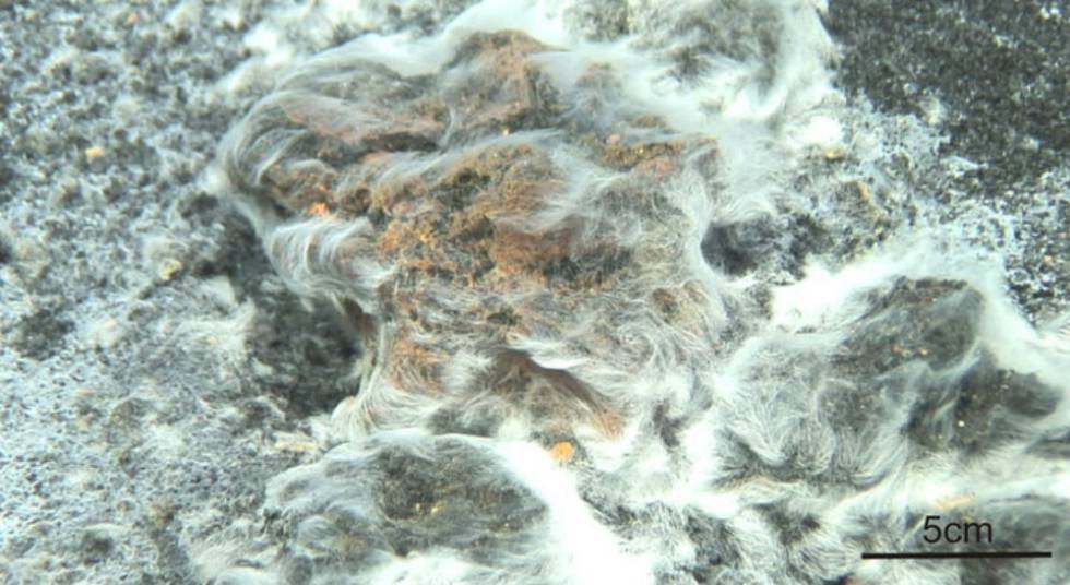 La comunidad bacteriana, a 130 metros de profundidad, forma un extenso tapiz microbiano de filamentos (llamados cabello de Venus) que cubre 2.000 metros cuadrados cerca de la cima del volcán.
