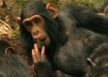 Cientistas assistem ao nascimento de uma nova tradição cultural entre chimpanzés