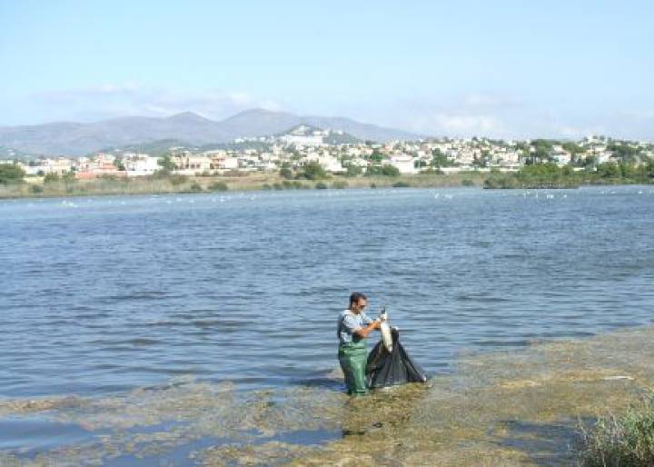 Spanish police finally get hold of slippery British robbery suspect Spanish police finally get hold of slippery British robbery suspect