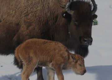 Nace ‘Becerro 1’, el primer bisonte del Parque Nacional de Banff de Canadá en 140 años Nace ‘Becerro 1’, el primer bisonte del Parque Nacional de Banff de Canadá en 140 años