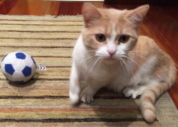 'Mía' y su pelota del Oviedo.