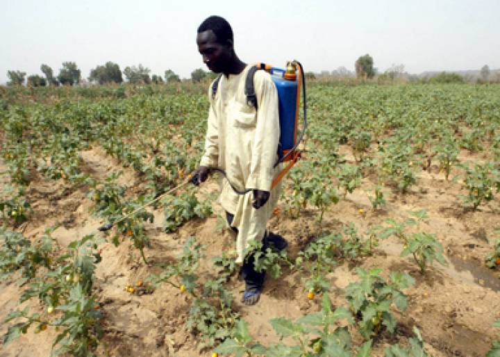 Choque por los plaguicidas químicos Choque por los plaguicidas químicos