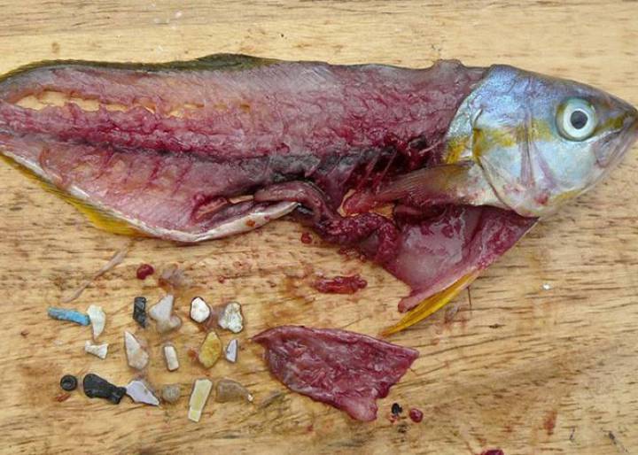 Tus exfoliantes aniquilan a los peces Tus exfoliantes aniquilan a los peces