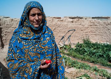 Los tomates también son para el desierto Los tomates también son para el desierto
