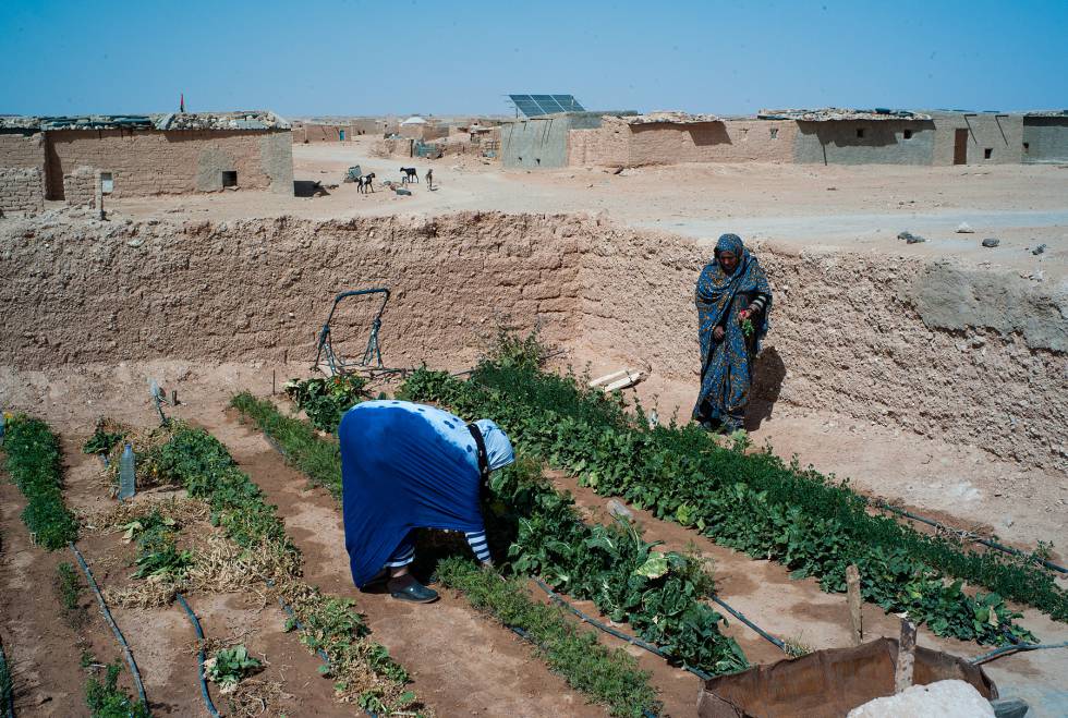 Los tomates también son para el desierto
