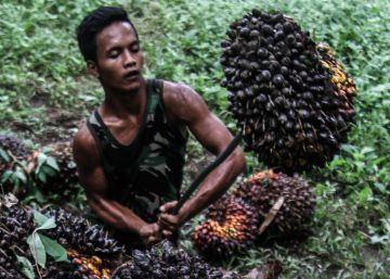 Recolección de palma en Indonesia.