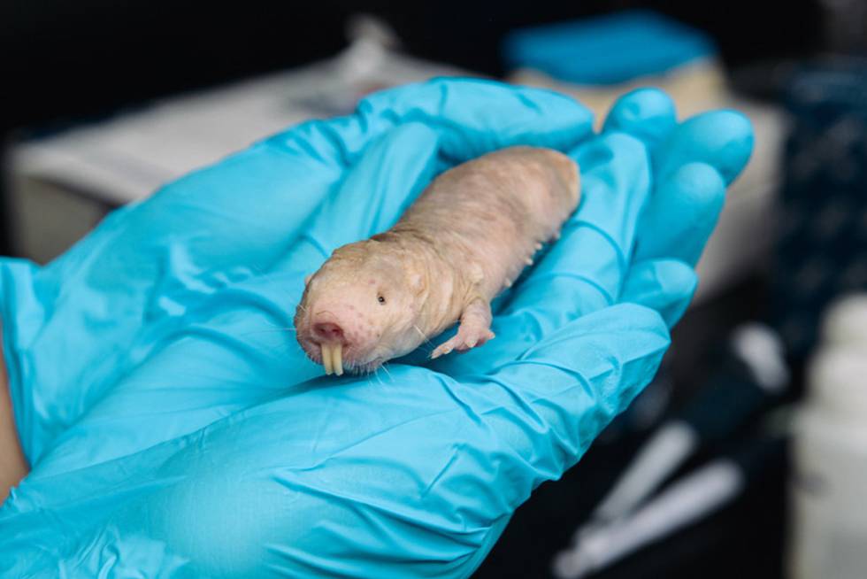 Un ratopín rasurado en el laboratorio de Vera Gorbunova.