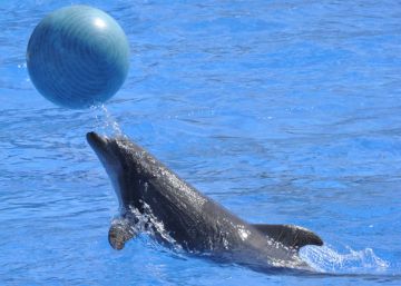 Francia prohíbe los delfines y orcas en cautividad Francia prohíbe los delfines y orcas en cautividad