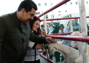 Hagan sitio a las vacas en la política bolivariana