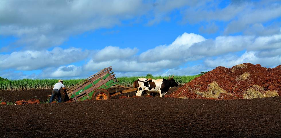 Un agricultor prepara la tierra para plantar caña de azúcar en Arroyos y Esteros.