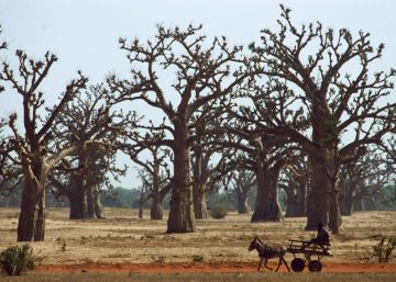 Las tierras secas ocultan un bosque tan grande como la selva amazónica Las tierras secas ocultan un bosque tan grande como la selva amazónica