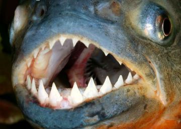 O “peixe mais feroz do mundo”? A injusta má fama da piranha O “peixe mais feroz do mundo”? A injusta má fama da piranha