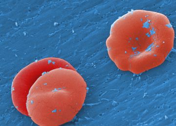 Los científicos ya saben hacer sangre Los científicos ya saben hacer sangre